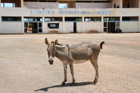 Kismayo - donkey